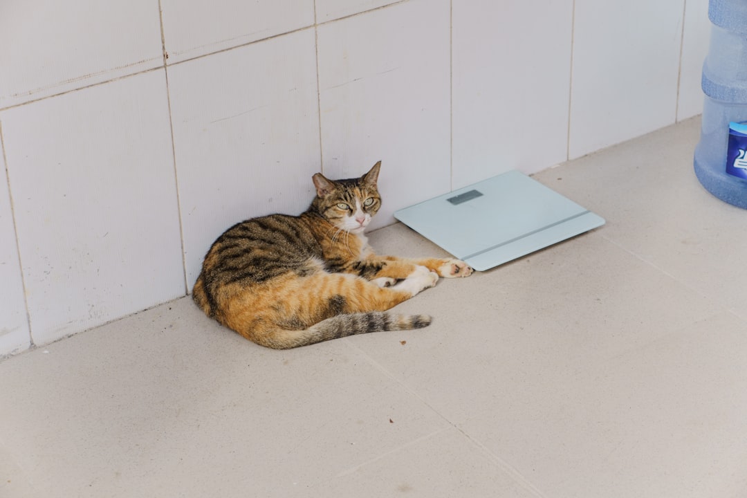 A tabby cat rests beside a scale