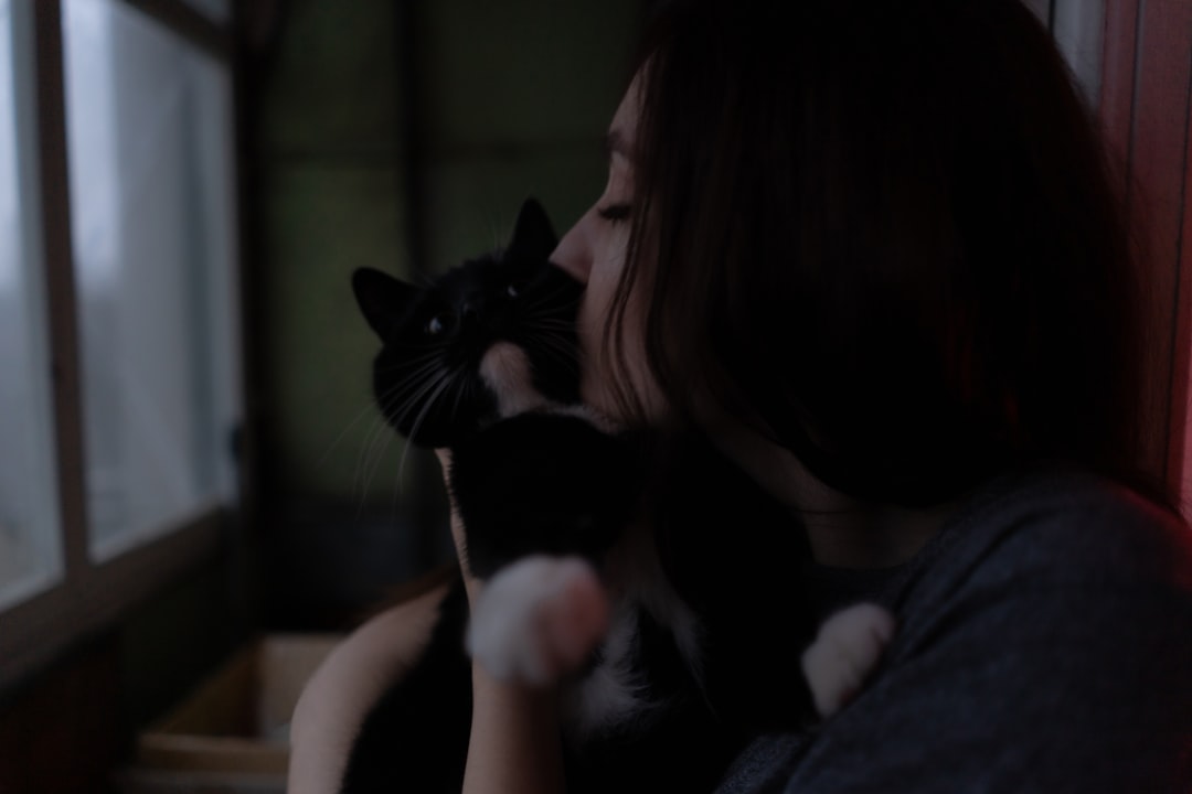 a cat resting alone at home