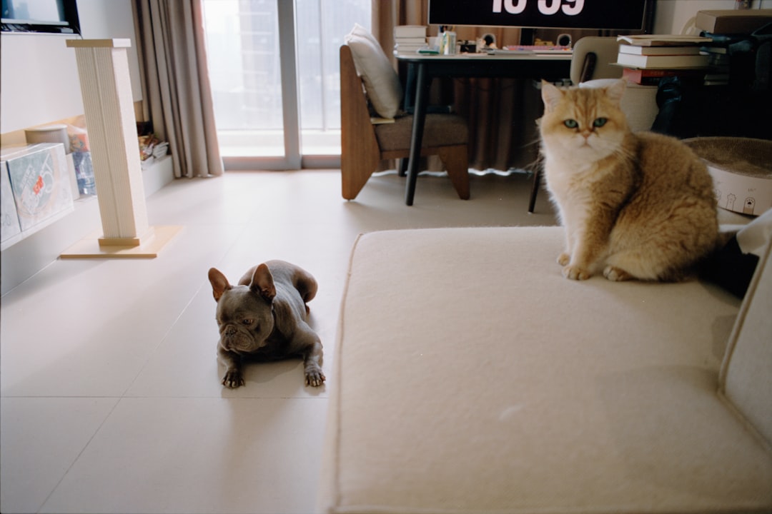 cat two cats living room apartment