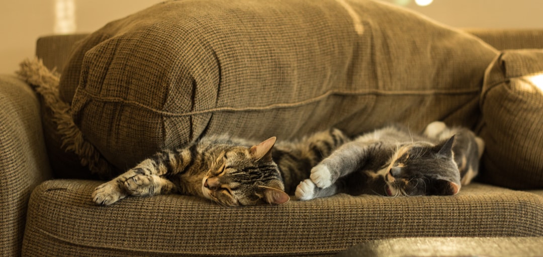 two cats sleeping sofa apartment