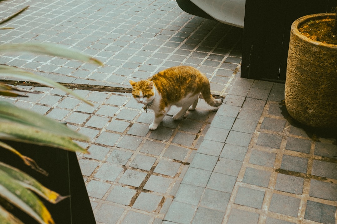 cat insurance decision matrix