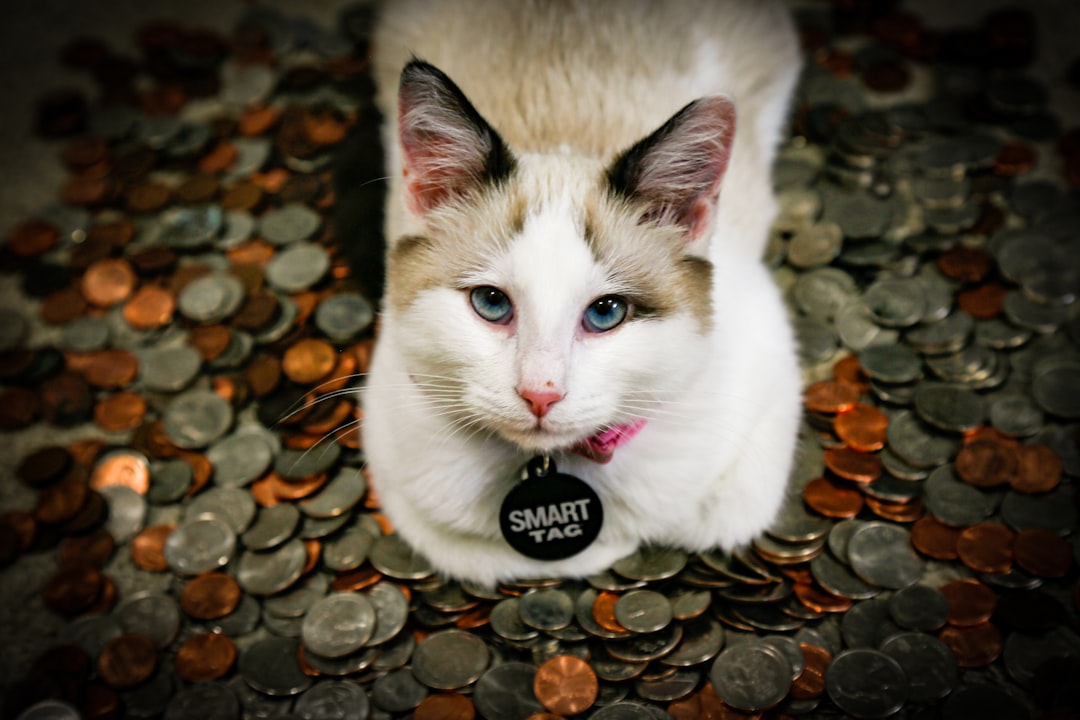 cat insurance money decision home