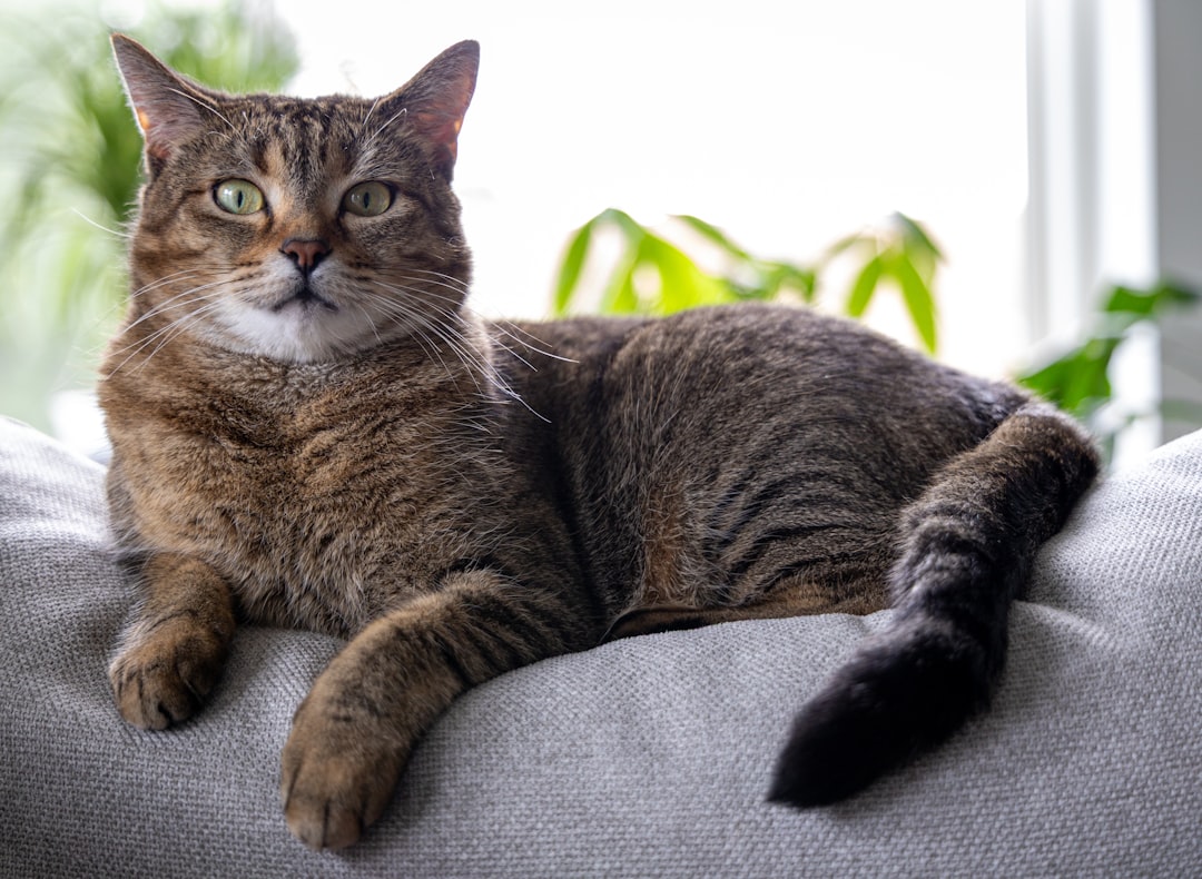 cat home alone one person apartment