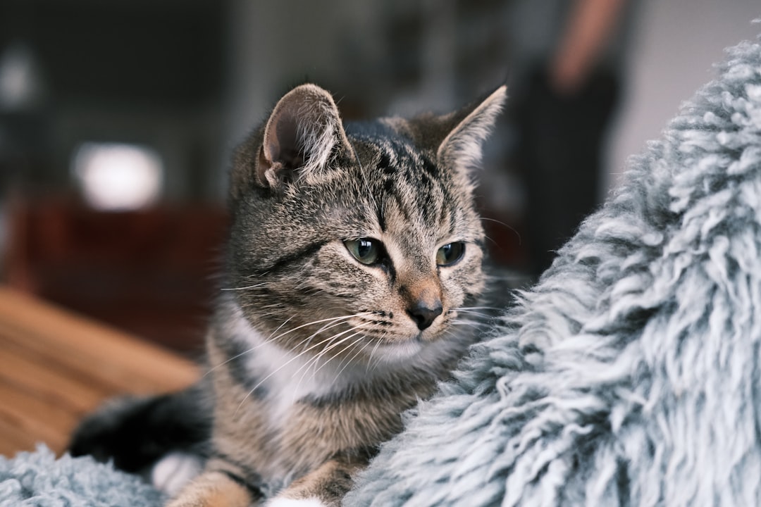 cat pet insurance premium cost