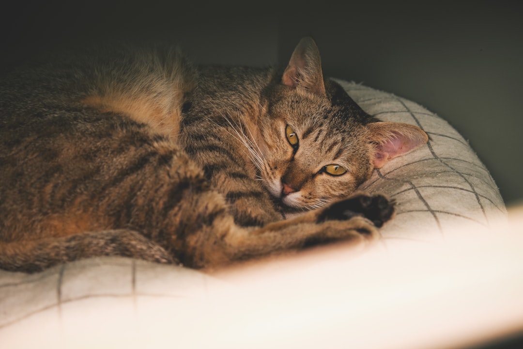 shelter cat adoption