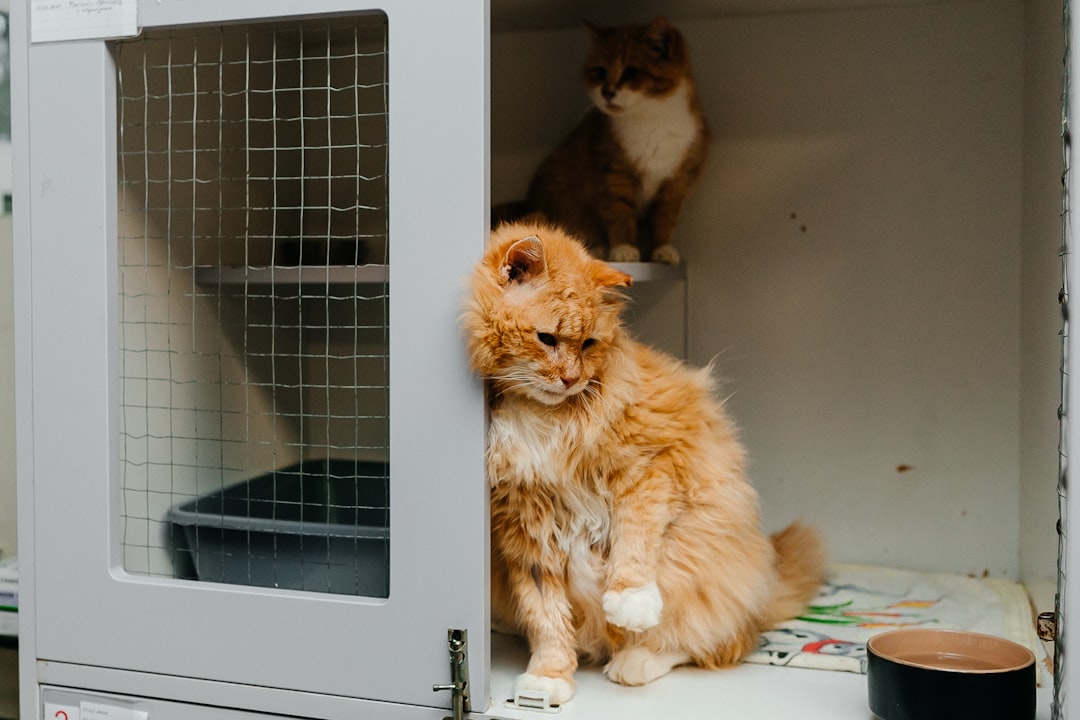 cat adoption facility