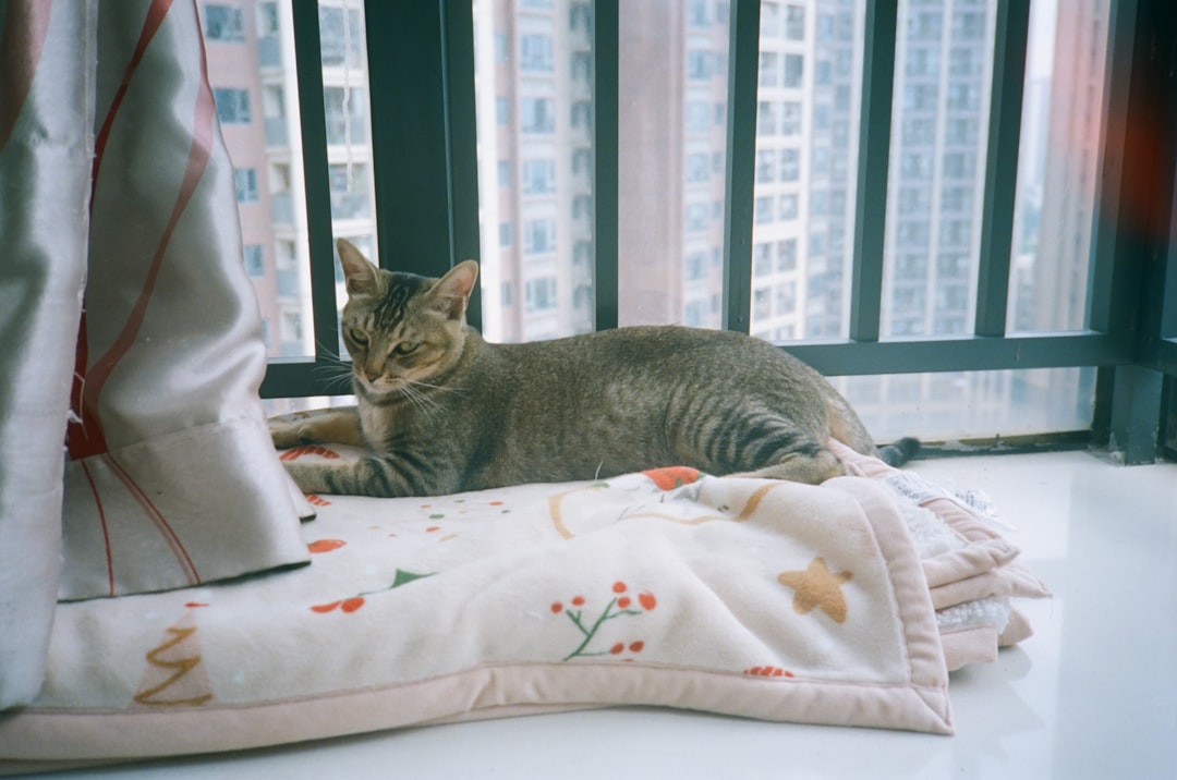 cat owner bonding apartment