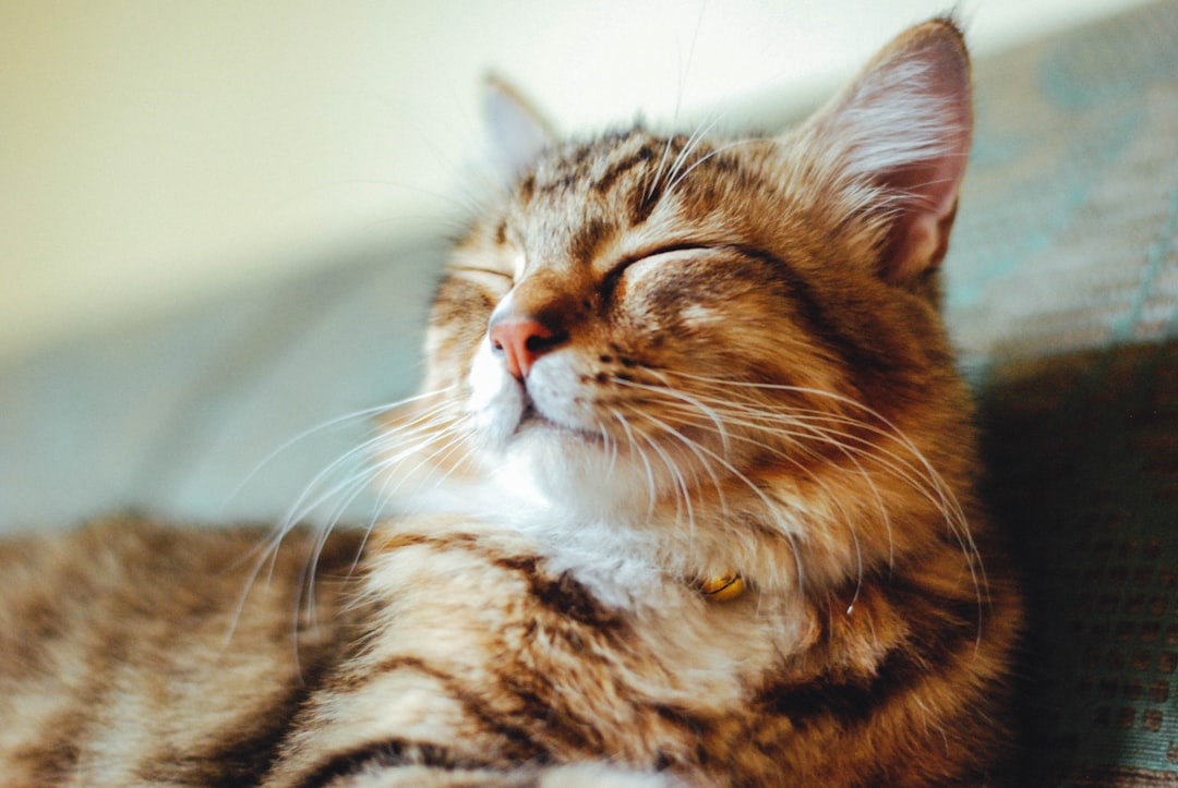 cat personality temperament calm