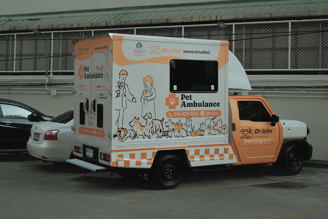 veterinary-clinic-cat